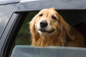 Dog in Car