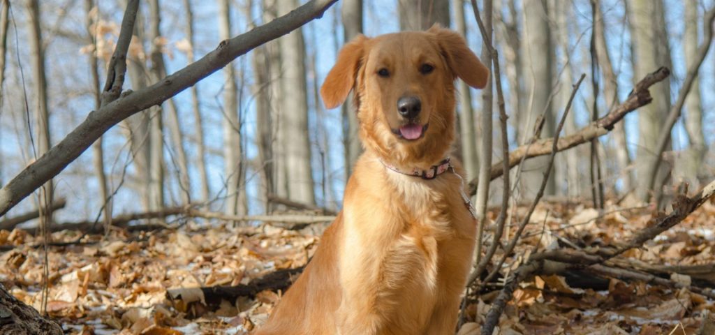 What Is A Canadian Golden Retriever