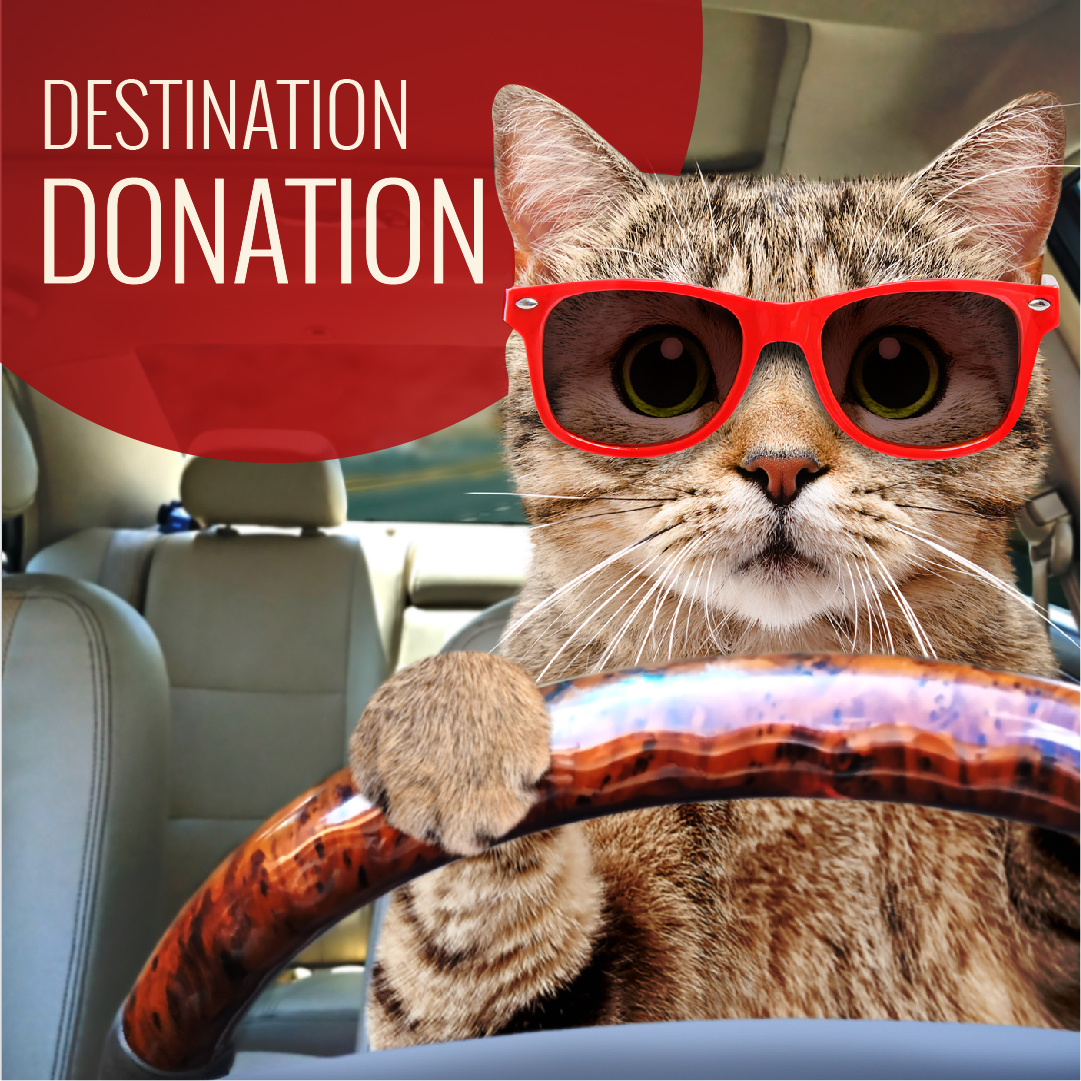 Donate a car to your local animal shelter