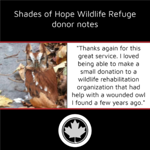 Photo of rescued reddish brown and beige screech owl that inspired vehicle donation for wildlife refuge through donate a car canada