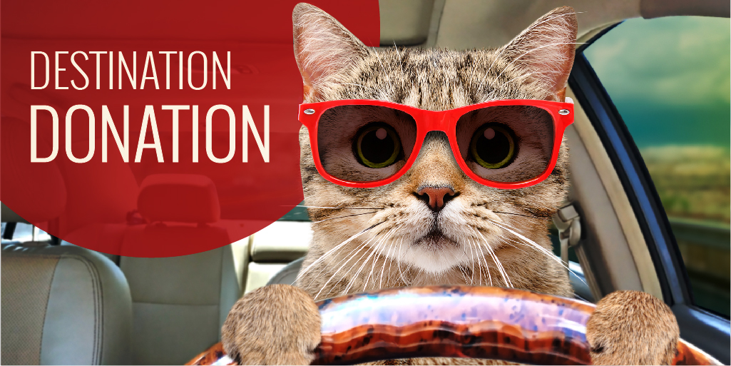 White text on cherry red background reads Donate a Car Canada Destination Donation beside a picture of a cat wearing red-rimmed sunglasses, driving a car