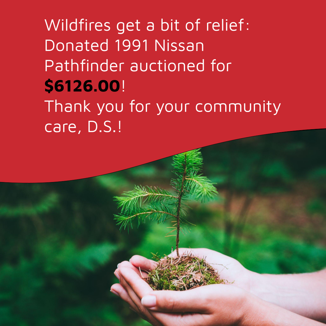 Hands cupped around a tree sapling in front of a healthy tree. Donate a car for wildfire relief in California.