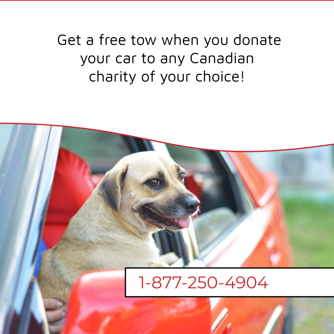 Brown and white medium-sized dogs sits happily in the driver's seat of a parked, cherry-red car. Text above the image reads, "Get a free tow when you donate your car to any Canadian charity of your choice!" Donate a Car Canada phone number across the bottom of the image read 1-877-250-4904. Image used for Which Charities Accept Vehicle Donations? blog post.