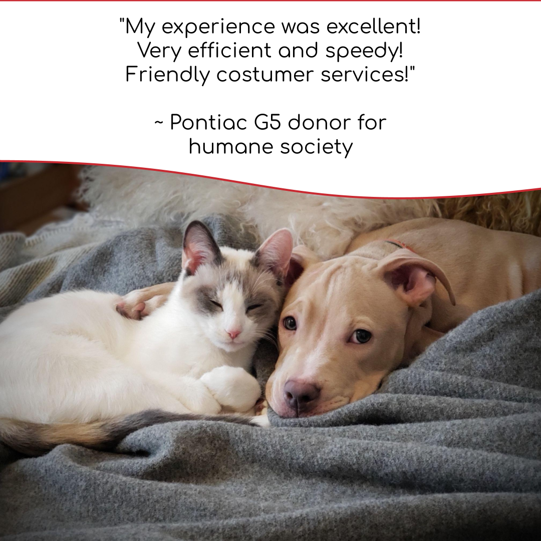 Tan coloured pit bull dog is curled up with a grey and white cat. Must love dogs is a theme for this Donate a Car Canada blog post.